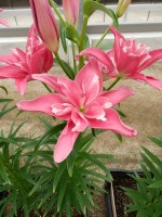 [5006 CandyBlossom No02.JPG]